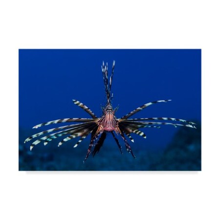 Trademark Fine Art Anna Shvab 'Lionfish' Canvas Art, 30x47 1X06010-C3047GG